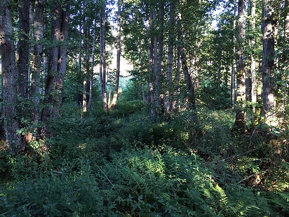 Översiktsbild på kärr med alar