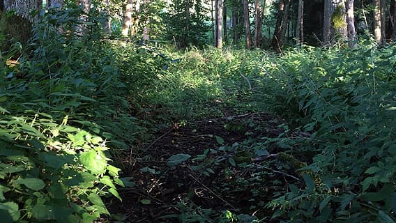 Marken i kärr med alar