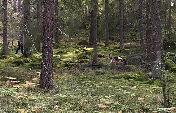 Hund och husse i skogen