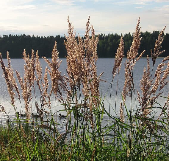 Hög vass framför en sjö