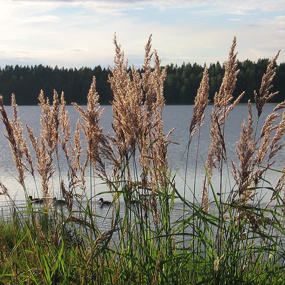 Hög vass framför en sjö