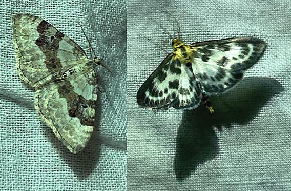 Två nattfjärilar på ljus väv