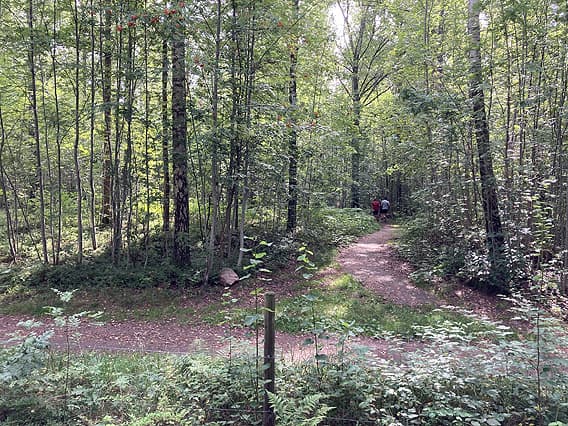 Stigförgrening i skog