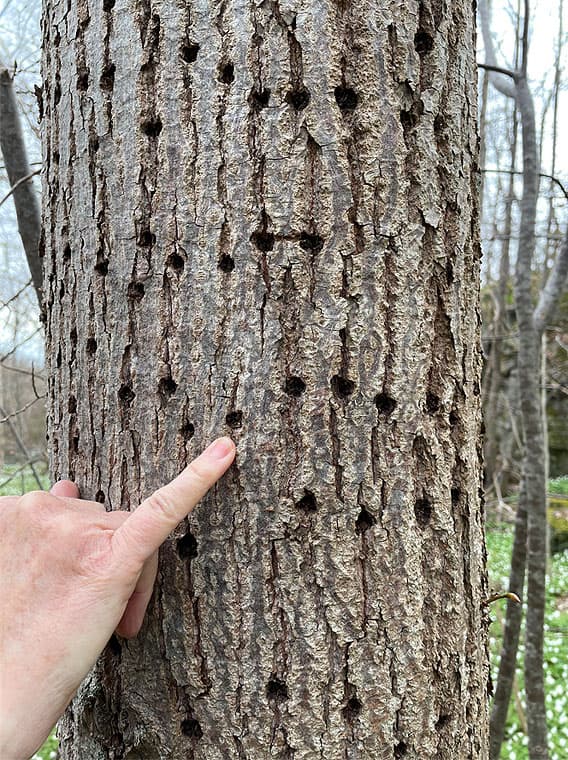 Många små hål i bark