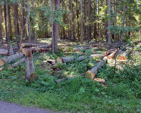 Många avverkade träd i skogens förgrund