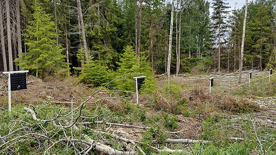 Fem barkborrefällor på rad framför skogen