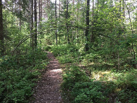 En stig i en skog
