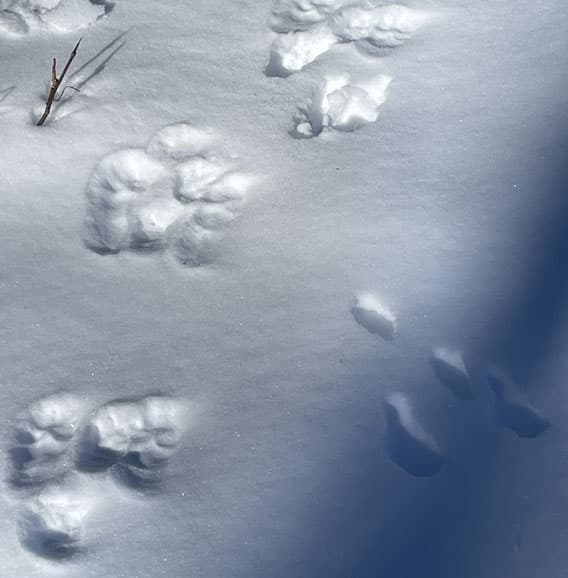 Spår i snön av hare