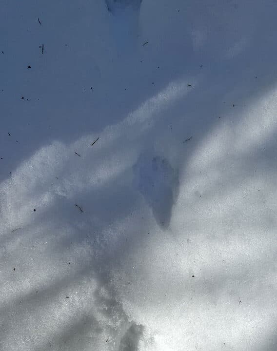 Spår i snön av mård