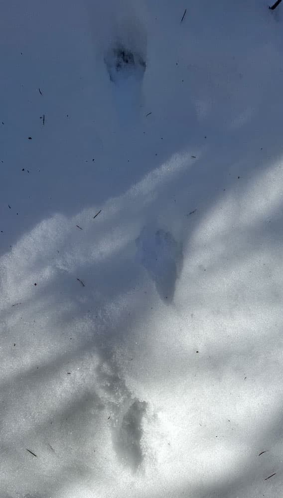 Spår i snön av mård