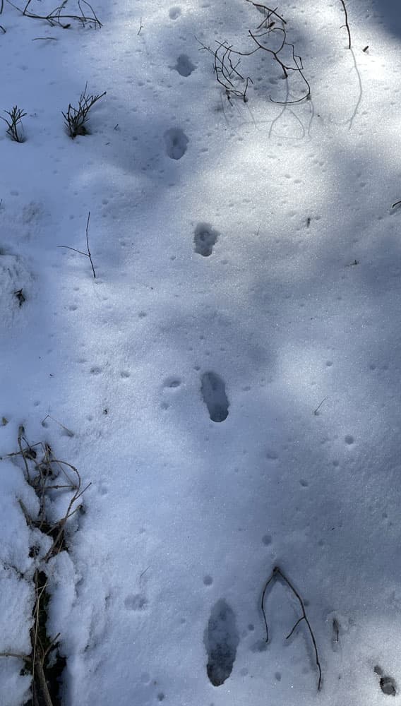 Spår i snön av räv