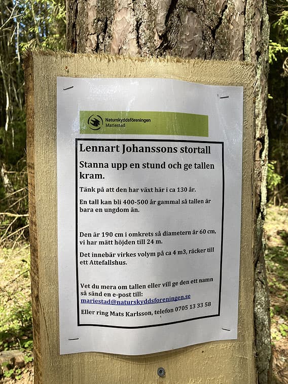 Anslag med information om Lennart Johanssons stortall, såsom diameter 60 cm och höjd 24 meter