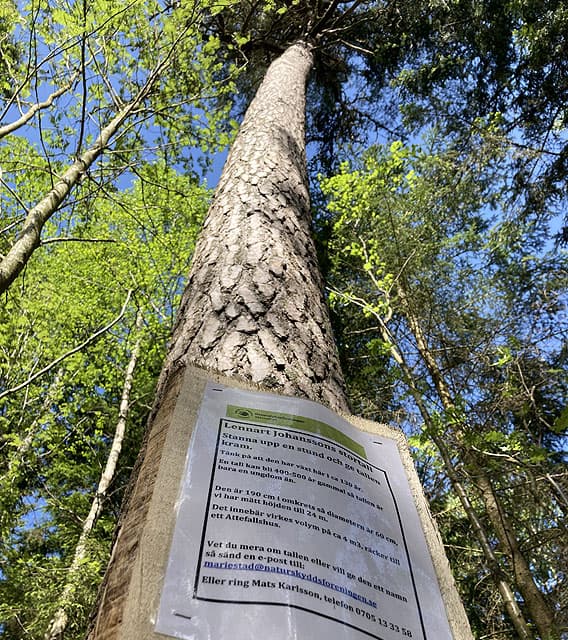 Vy intill stortallen rakt upp