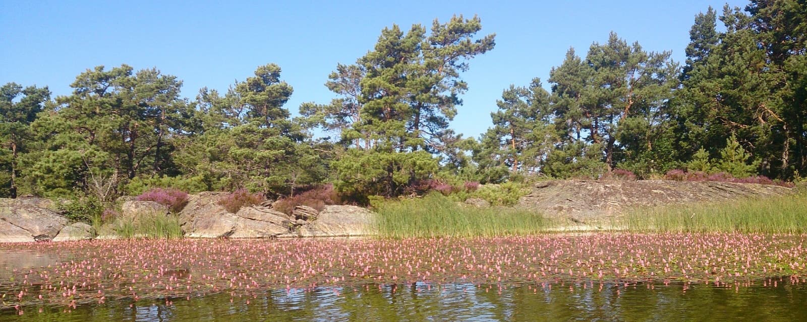 Från sjön sett syns näckrosor, klippor och låga tallar