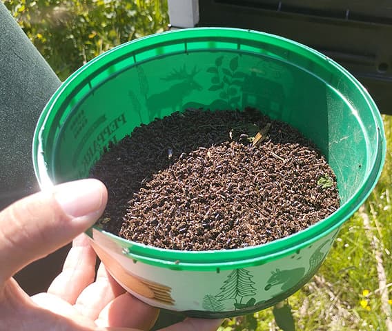 En plastbunke med ett tjockt lager barkborrar som täcker botten