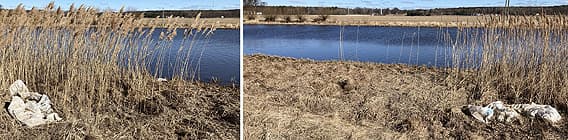 Två bilder med skräp i vassen längs Tidan