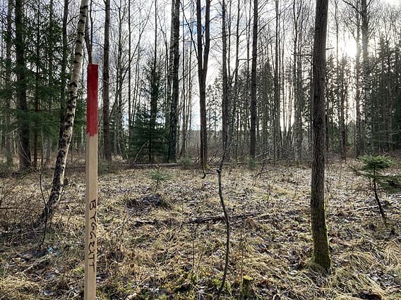 En tomtmarkeringspinne i skogen
