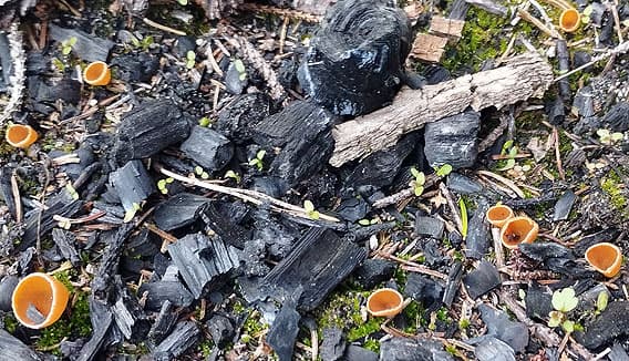 Svampar bland kol
