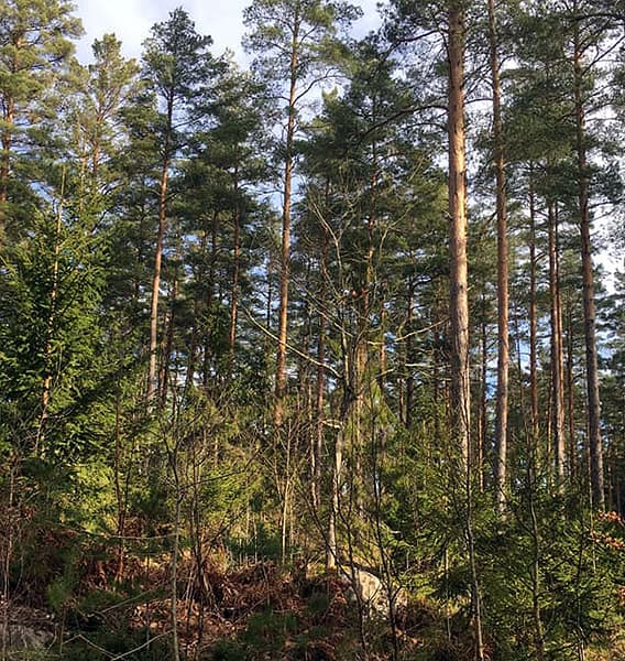 Mitt i skogen