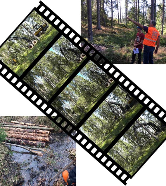 En bildsekvens med fem bilder som visar en skördare som avverkar ett träd