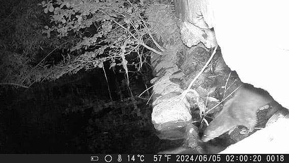 En utter på väg ner i vattnet