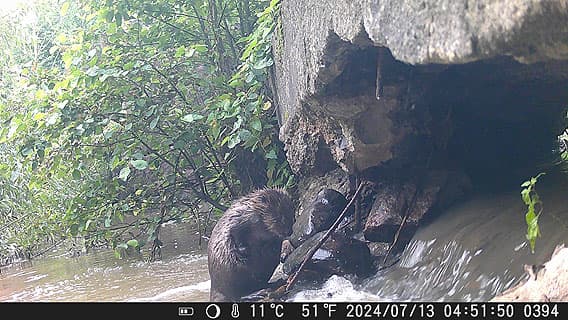 En bäver tvättar sig