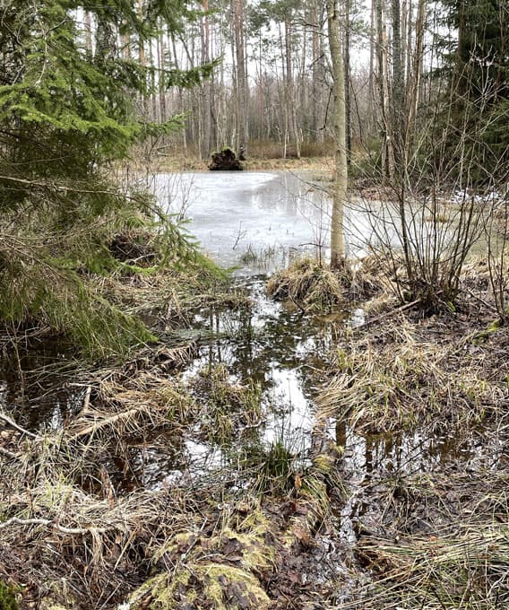 Våtmark vid Korstorp