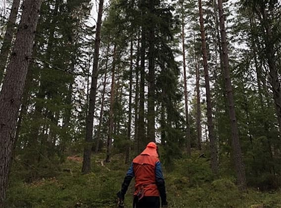 Spaning i skogen