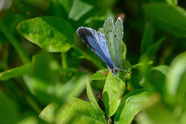 Mindre blåvinge hane
