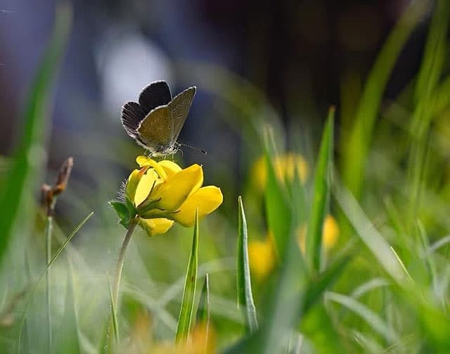 Mindre blåvinge hona