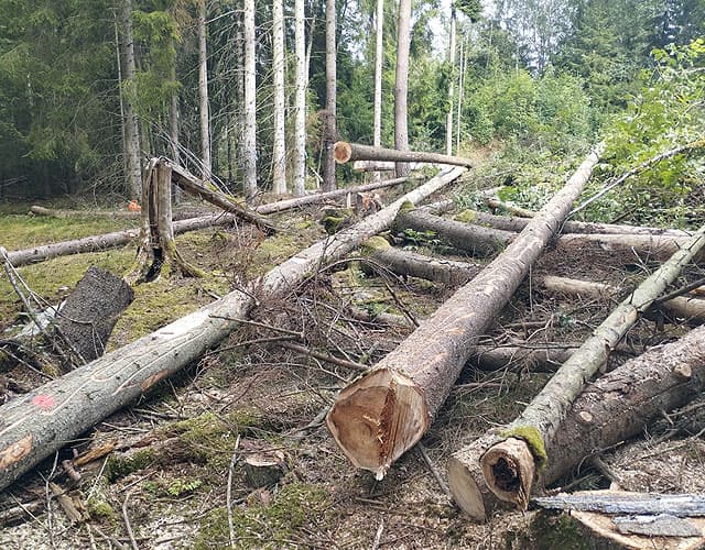 Fallna och avverkade träd kors och tvärs