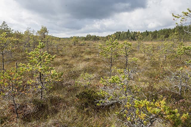Ramsmossen