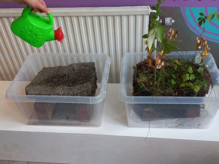 Vattning på asfaltsbit i en plastback, intill plastback med växter.