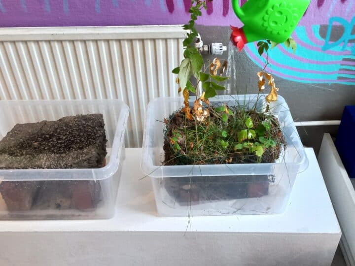 Vattning på växter i en plastback, intill plastback med asfalt.