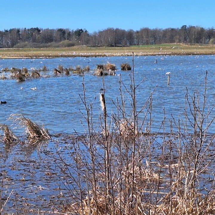 Fåglar simmar och flyger vid Tegelängens våtmark.