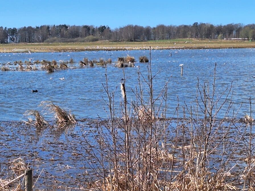 Fåglar simmar och flyger vid Tegelängens våtmark.
