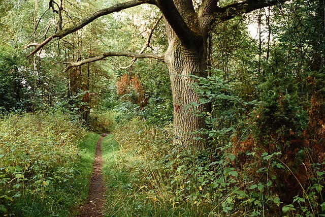Samma stig men bara tio meters sikt på grund av tät växtlighet