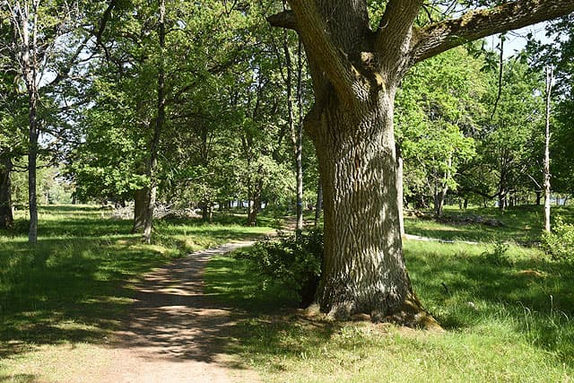 Stigen genom Gamla Ekudden passerar nära en stor ek med sjön synlig mellan träden i bakgrunden