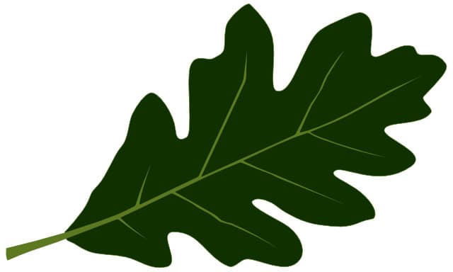 Ett ekblad illustrerat