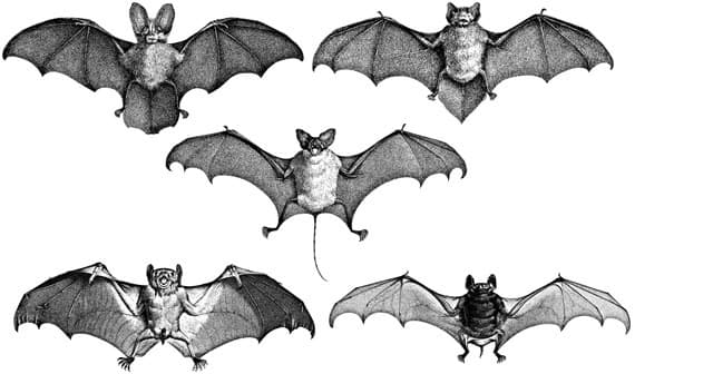 En mängd olika fladdermöss illustrerade