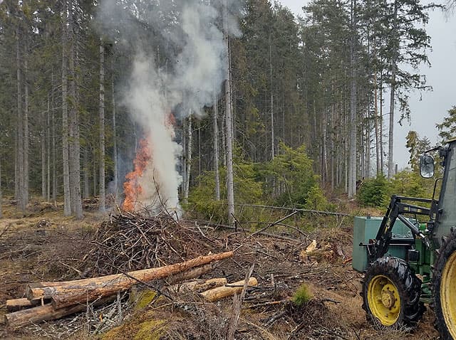 En brasa med skog i bakgrunden