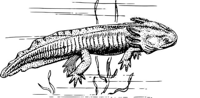 En illustrerad vattensalamander