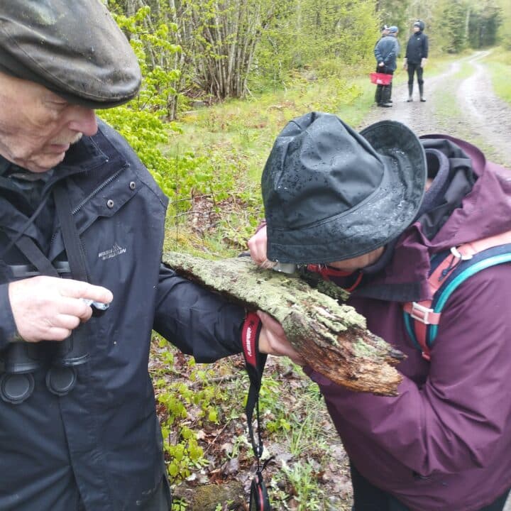 Person som undersöker en bit död ved.