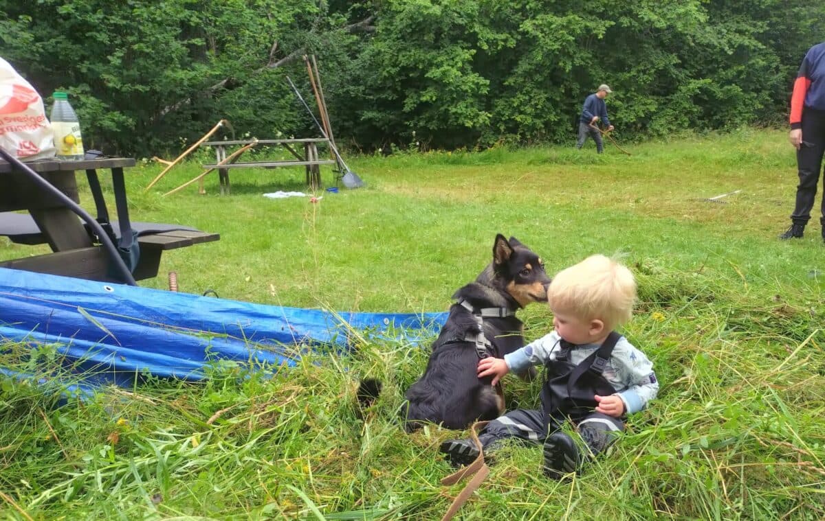 Barn och hund bland slaget gräs. Person som slår med lie i bakgrunden.